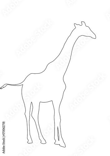 Outline of an african Giraffe - Digitally Hand Drawn Illustration
