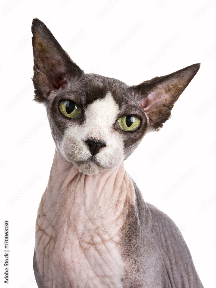 Headshot of Sphynx cat sitting isolated on white background 