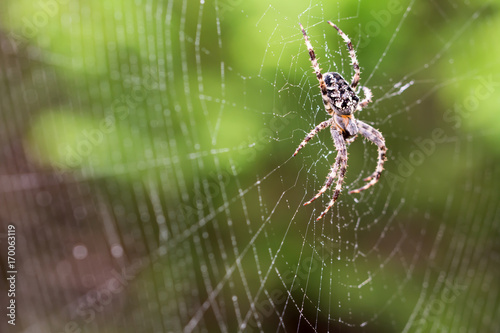 Araneus diadematus spider waiting for its victim in his web