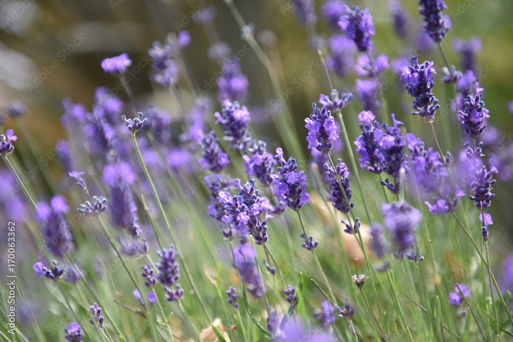 Naklejka premium Lavender