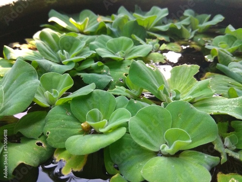 Green floating water lettuce  Pistia stratiotes
