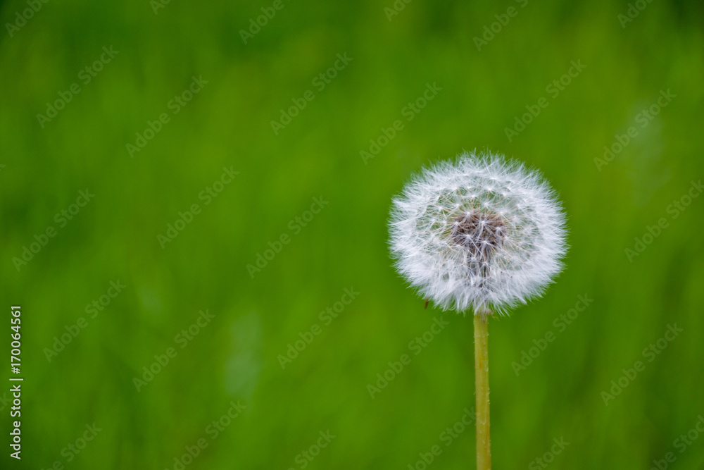 Dandelion flower blowball park green grass background