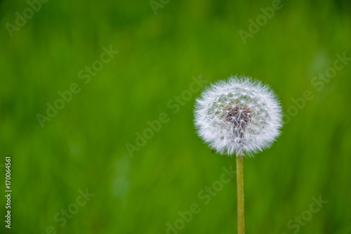 Dandelion flower blowball park green grass background