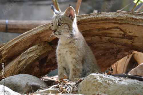 Lynx