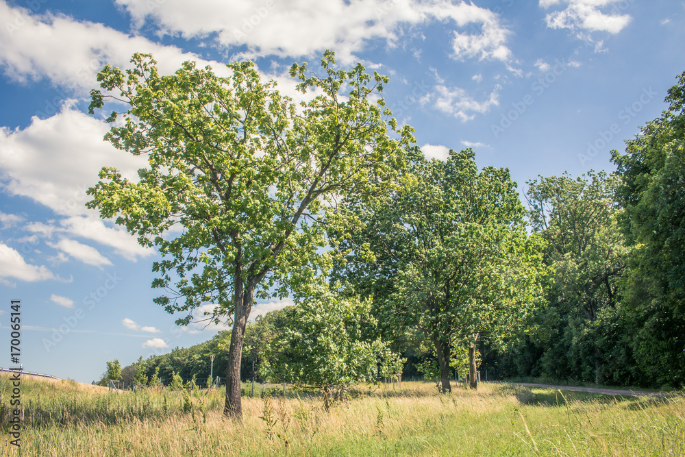 Baum auf Feld