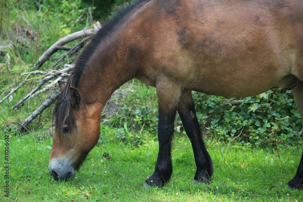 Naklejka premium Wild exmoor pony