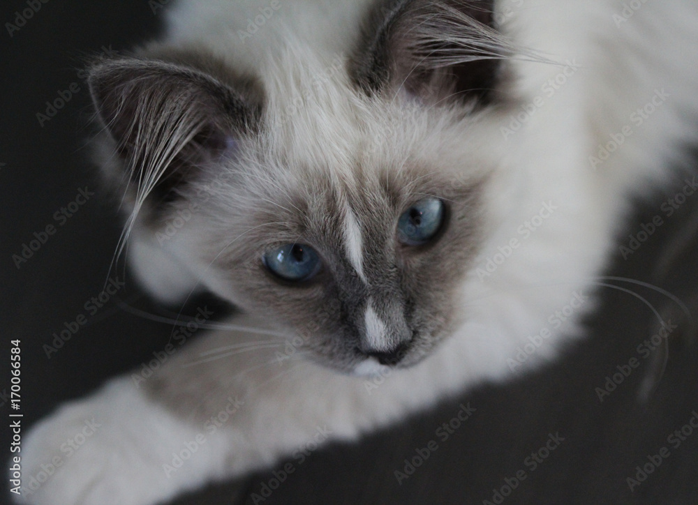 Fototapeta premium White kitten with blue eyes