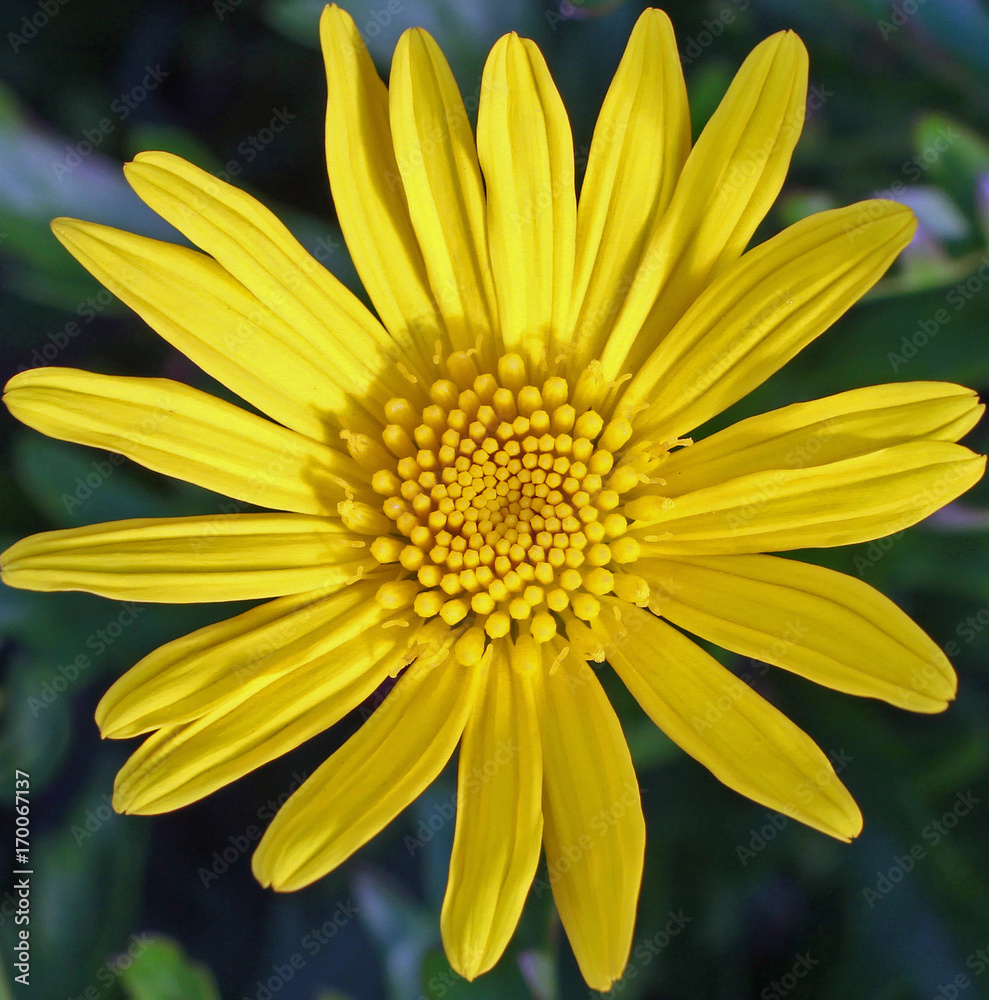 Obraz premium Close up of a Bright Yellow Daisy type flower in full Bloom 