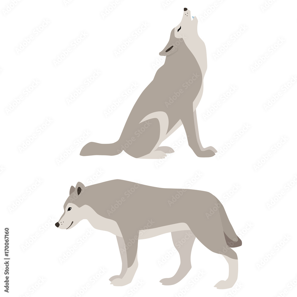 Naklejka premium Ilustracja wektorowa wycie i chodzenia wilków na białym tle