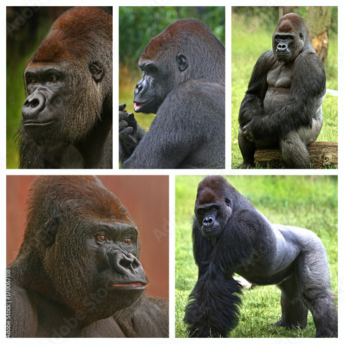 Fotografie, Obraz Collage of a silverback western lowland gorilla