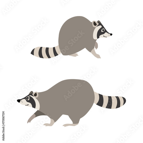 Vector illustration of sitting and walking raccoons isolated on white background