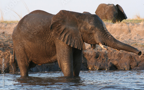 Elephant on the bank next to the Chobe River, with trunk extended © paula