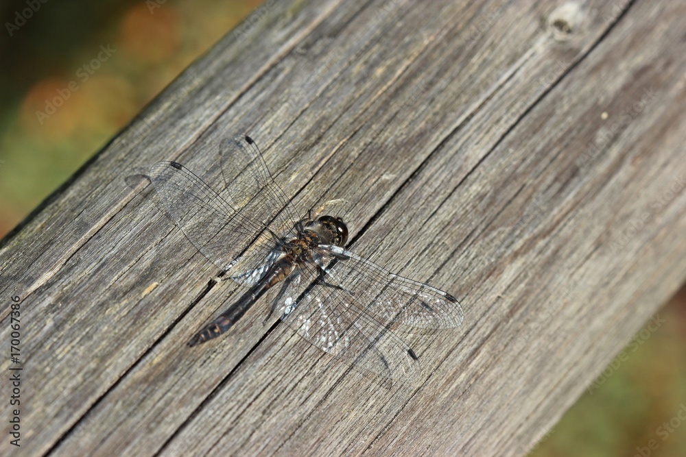 Männliche Schwarze Heidelibelle (Sympetrum danae)
Männliche Schwarze Heidelibelle (Sympetrum danae)