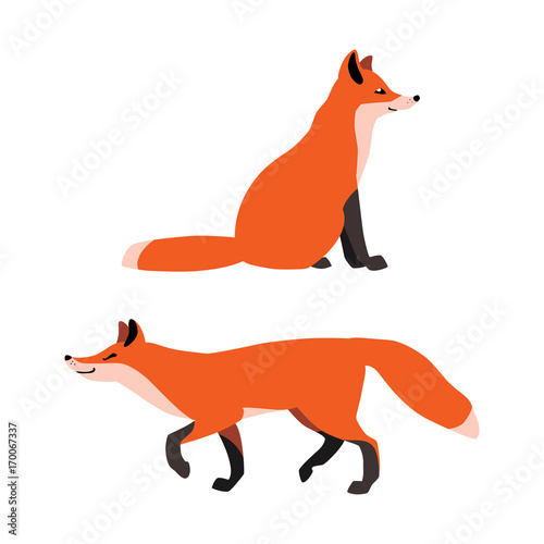 Vector illustration of sitting and walking red foxes isolated on white background
