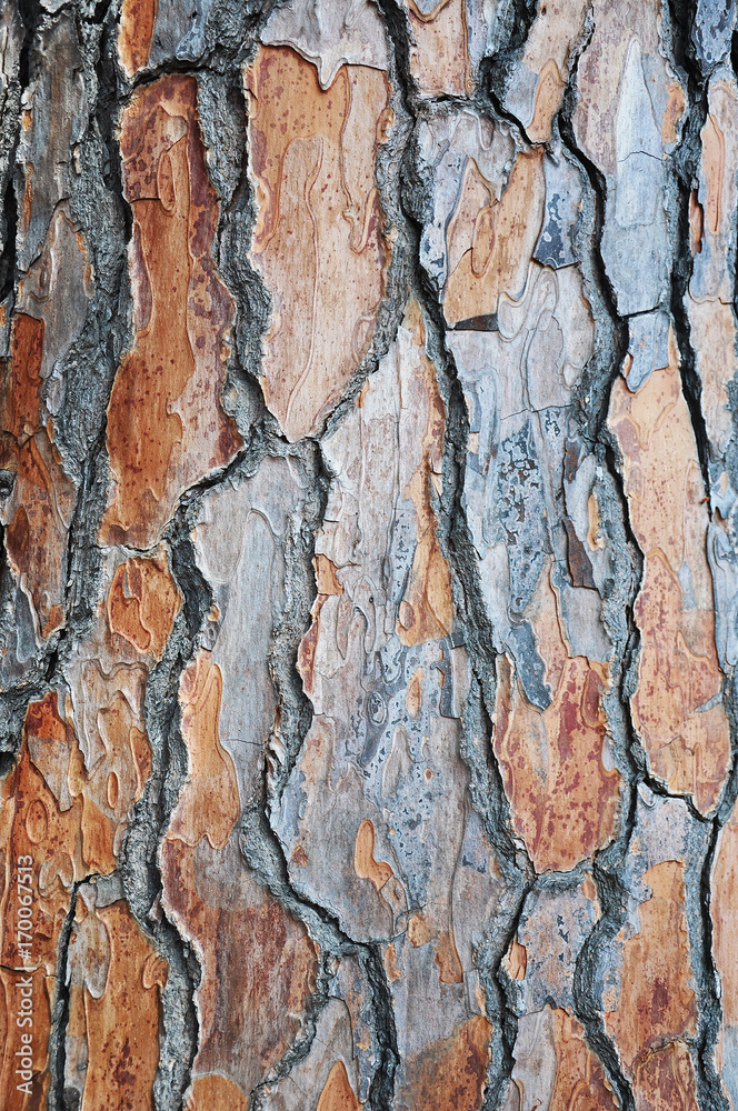 Pine tree bark texture close-up Pine tree bark texture close-up