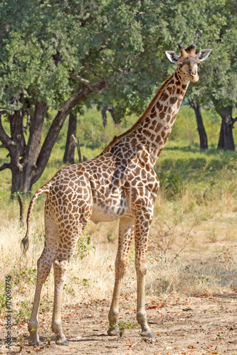 full frame giraffe standing in the bush on the african plains