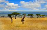 Landscape view of The Masai MARA pLAINS WITH A HERD OF GIRAFFE AGAINST A BLUE CLOUDY SKY