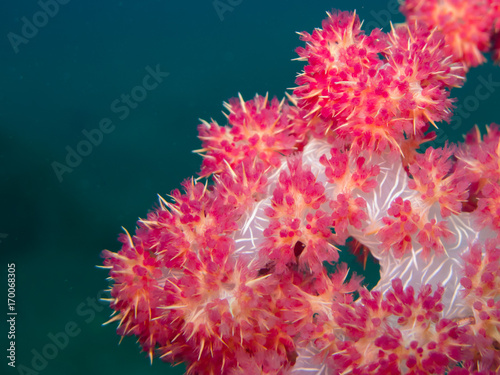 Bubble coral, tree soft coral, dendronephthya, pierogyra sinuosa