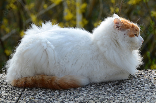 wunderschöne Katze in einem Garten