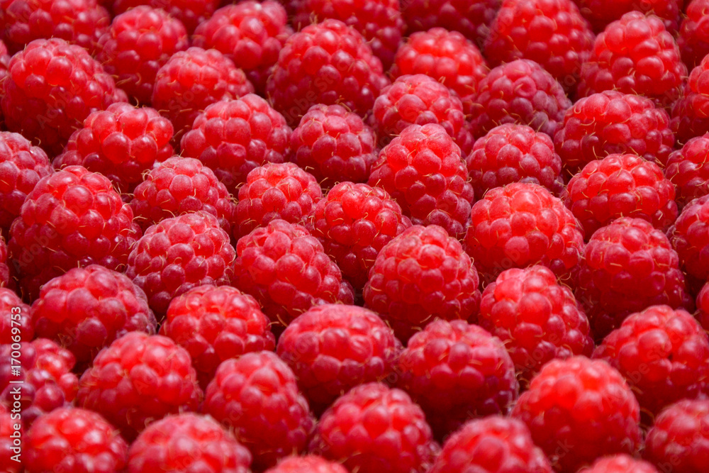 Raspberry organic background. Fresh raspberries from village garden. Ecological berries for desserts, cakes, smoothie or jam. Raspberry organic background. Fresh raspberries from village garden. Ecological berries for desserts, cakes, smoothie or jam.