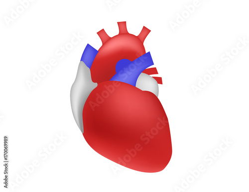 human heart vector