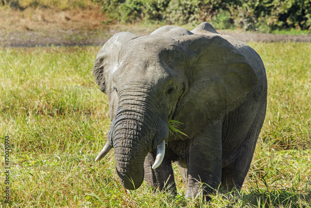 Obraz premium African Elephant standing in a lagoon feeding on lush green grass, Zambia