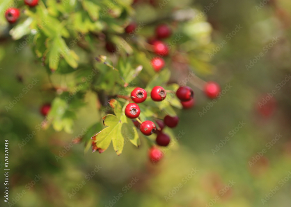 common hawthorn (Crataegus monogyna) common hawthorn (Crataegus monogyna)