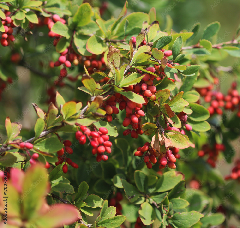 Obraz premium common barberry