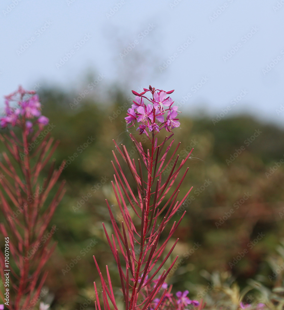 Fireweed (Chamaenerion angustifolium) Fireweed (Chamaenerion angustifolium)
