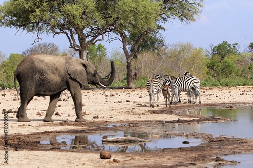 Typical African Waterhole Scene with an elephant and zebra, Hwange, Zimbabwe