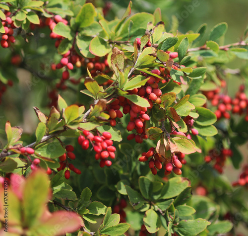 common barberry