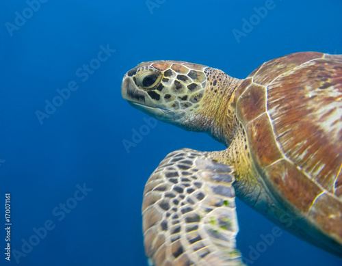 Green turtle, hawksbill