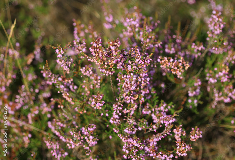 Fototapeta premium Common heather