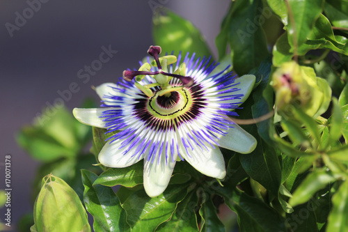 Passion flower