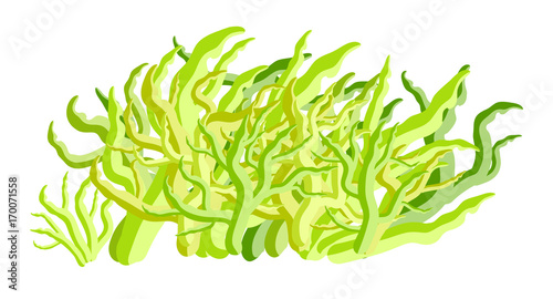 algae vector symbol icon design. Beautiful illustration isolated on white background