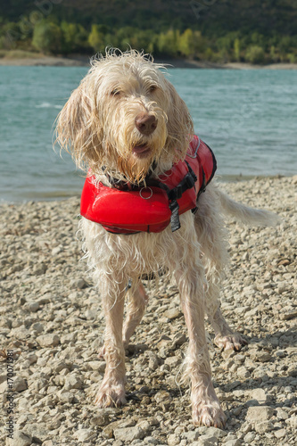 Portrait of wet lifeguard dog spinone italiano on the shore in a red lifejacket © Marina