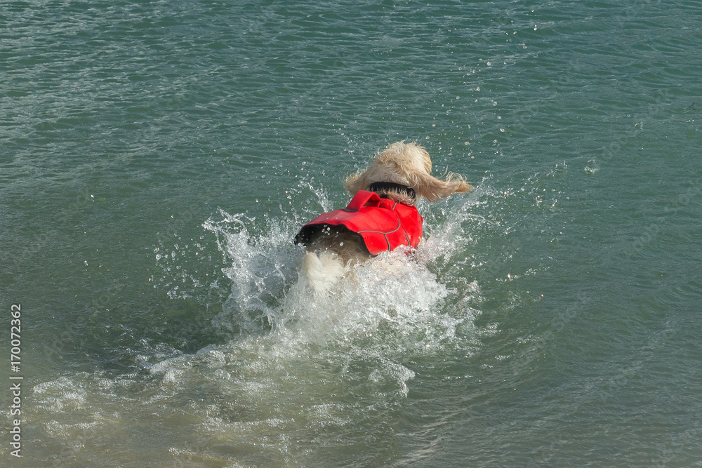 Brave lifeguard dog spinone italiano jumps in water