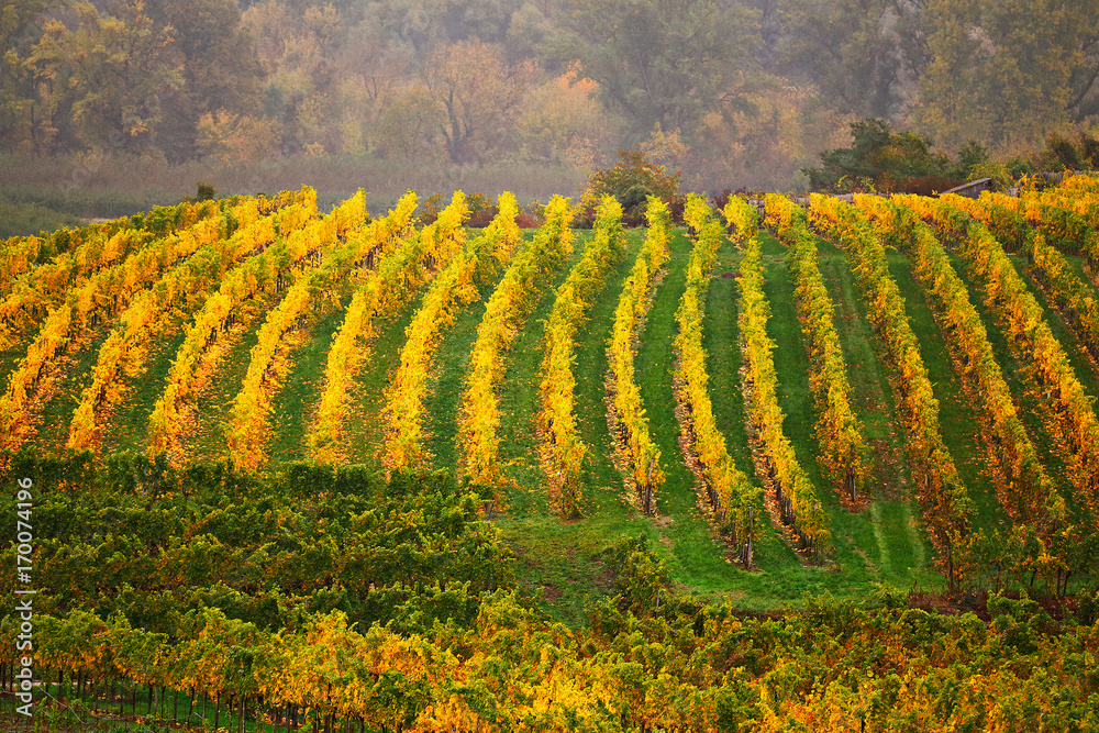 Fototapeta premium Colorful autumn in vine yards, Austria