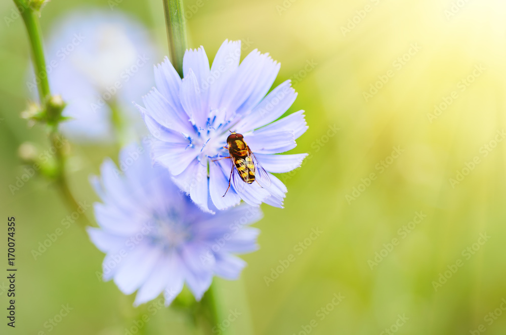 Obraz premium Chicory blue flower blooming in nature with Syrphidae fly, floral sunny background with copy space