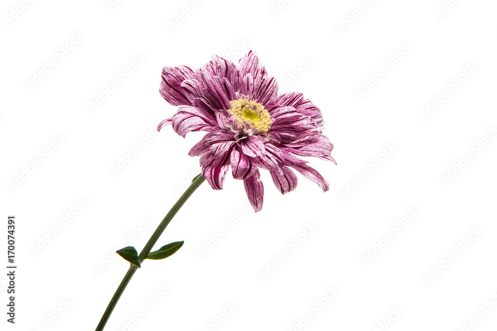 chrysanthemum isolated chrysanthemum isolated