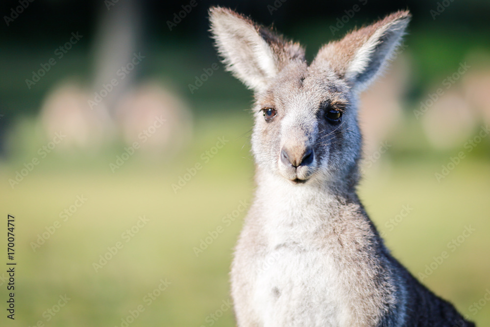 Kangaroo