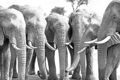 straight line of a herd of elephants at a waterhole with trunks hanging down in symmetry photo