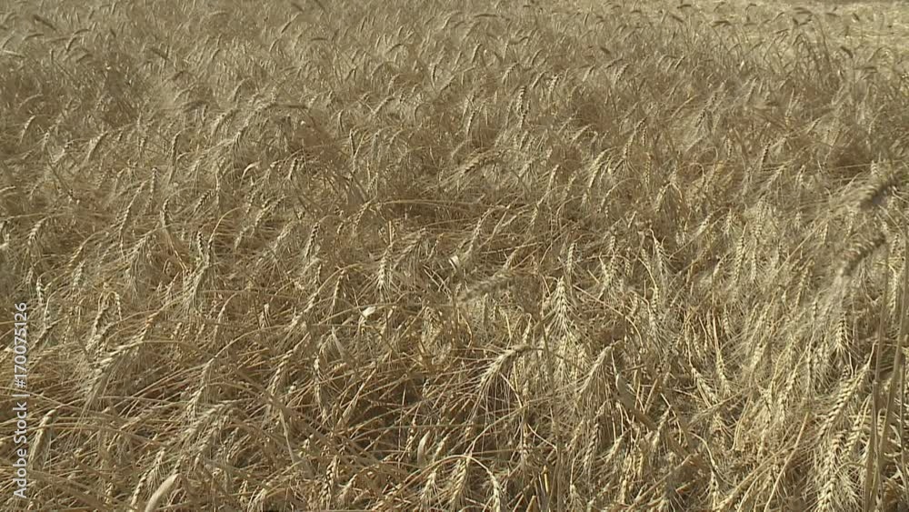 Wheat field Ears of wheat and bright sunny day. Rich harvest. Shallow depth of field Wheat field Ears of wheat and bright sunny day. Rich harvest. Shallow depth of field