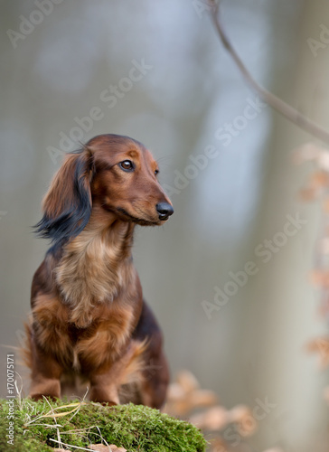 Dachshund dog