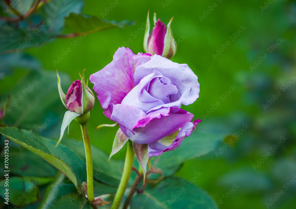 Blooming soft rose of pale lilac color
