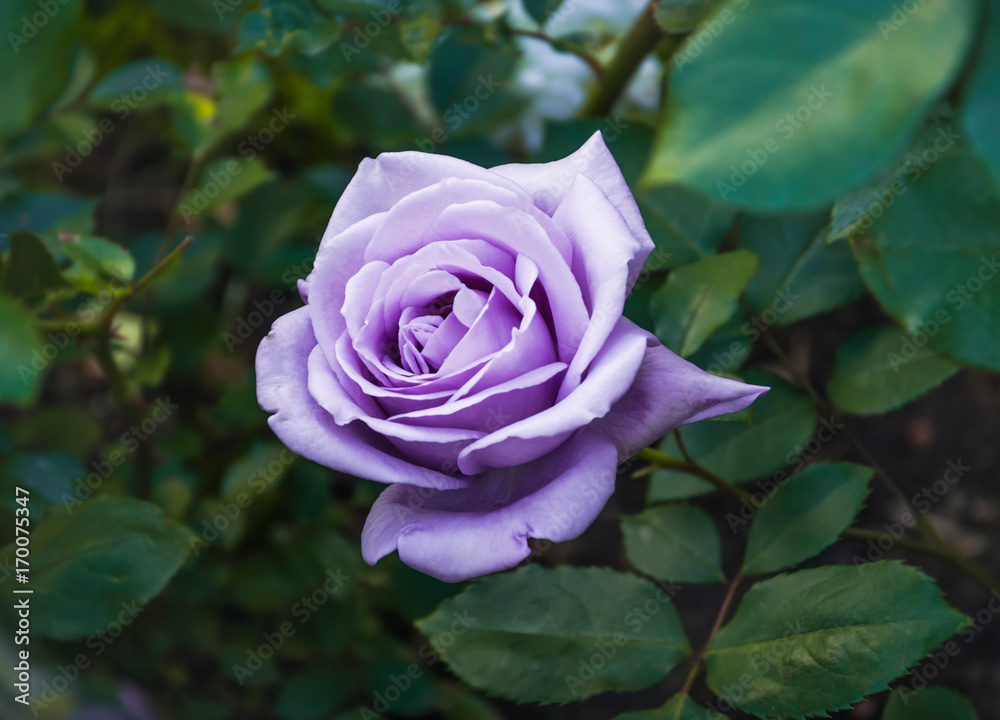 Fototapeta premium Blooming soft rose of pale lilac color