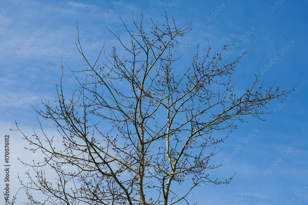 The tops of trees photographed from below, the symbol of the coming winter.
The tops of trees photographed from below, the symbol of the coming winter.