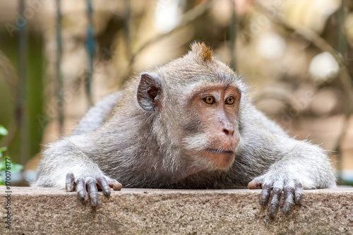 Photography Portrait eines Makaken Affe aus dem Monkey Temple Ubud in Bali welcher auch long tailed, crab-eating or cynomolgus macaque genannt wird