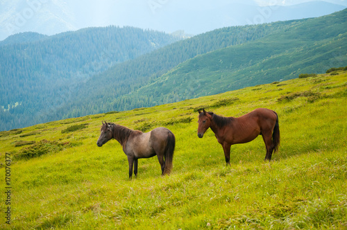Grazing horses at high-land pasture at Carpathian Mountains. Two horses is grazed against mountains in the summer.