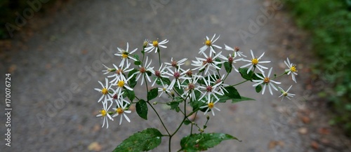 White Wood Aster